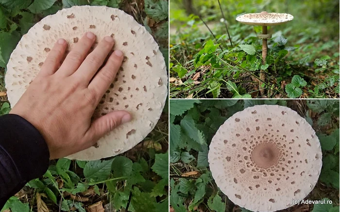 Adevăratele comori ale naturii din Munții Carpați: plante aromatice, fructe de pădure și ciuperci căutate vara