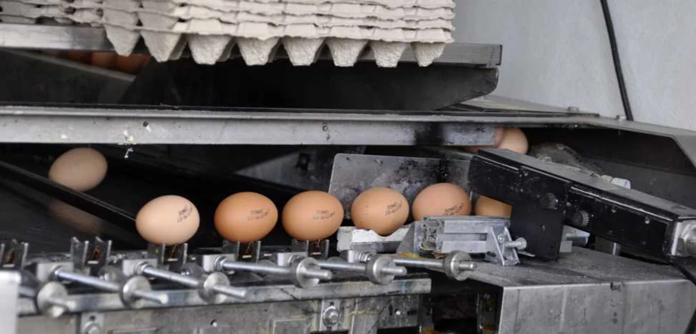 Spălarea oului distruge stratul protector şi astfel creşte probabilitatea contaminării bacteriene prin pori sau prin crăpăturile extrem de fine de la suprafaţa cojii. FOTO Arhiva Adevărul