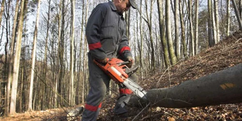 În plină criză imobiliară, parcelele împădurite sunt unele dintre puţinele investiţii rentabile