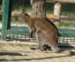 2 gradina zoologica din valcea 1 jpg jpeg
