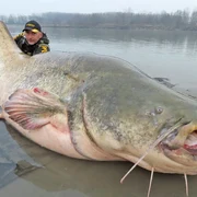 meet the wells catfish 2 jpg
