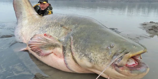meet the wells catfish 2 jpg