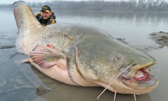 meet the wells catfish 2 jpg
