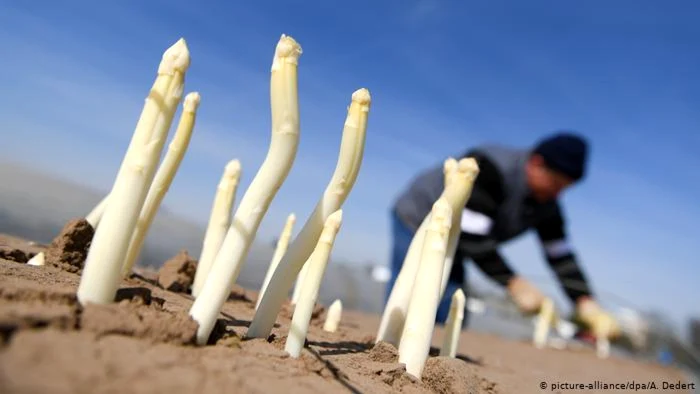 Sparanghelul este la mare căutare în Germania