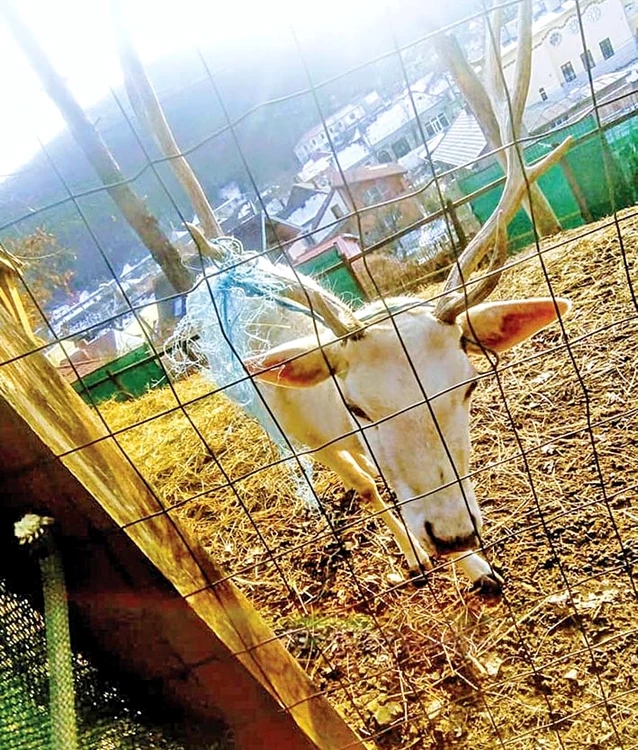 Un cerb alb, incredibil de slab, parcă strigă după ajutor prin gardul cuştii 