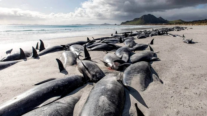 Balene-pilot eșuate în Noua Zeelandă / Foto: Tamzin Henderson / Supplied via 9 News