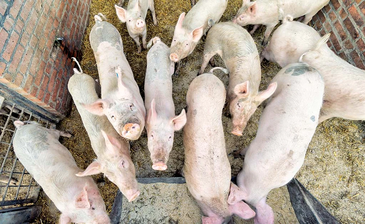 Cei 20.700 de porci de la Complexul din Dragalina vor fi sacrificaţi