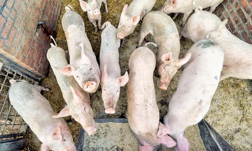 poerci4 actu porci jpeg