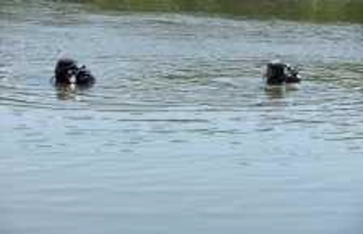 Scafandrii caută trupului băiatului înecat în Lacul Morii FOTO Arhivă Adevărul
