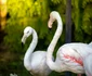 Păsări flamingo Foto Shutterstock
