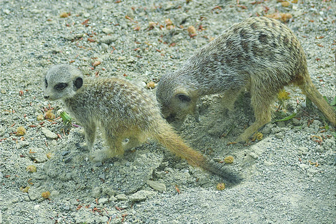 Suricatele, puse  pe hârjoneală. Foto: Facebook / Zoo Braşov