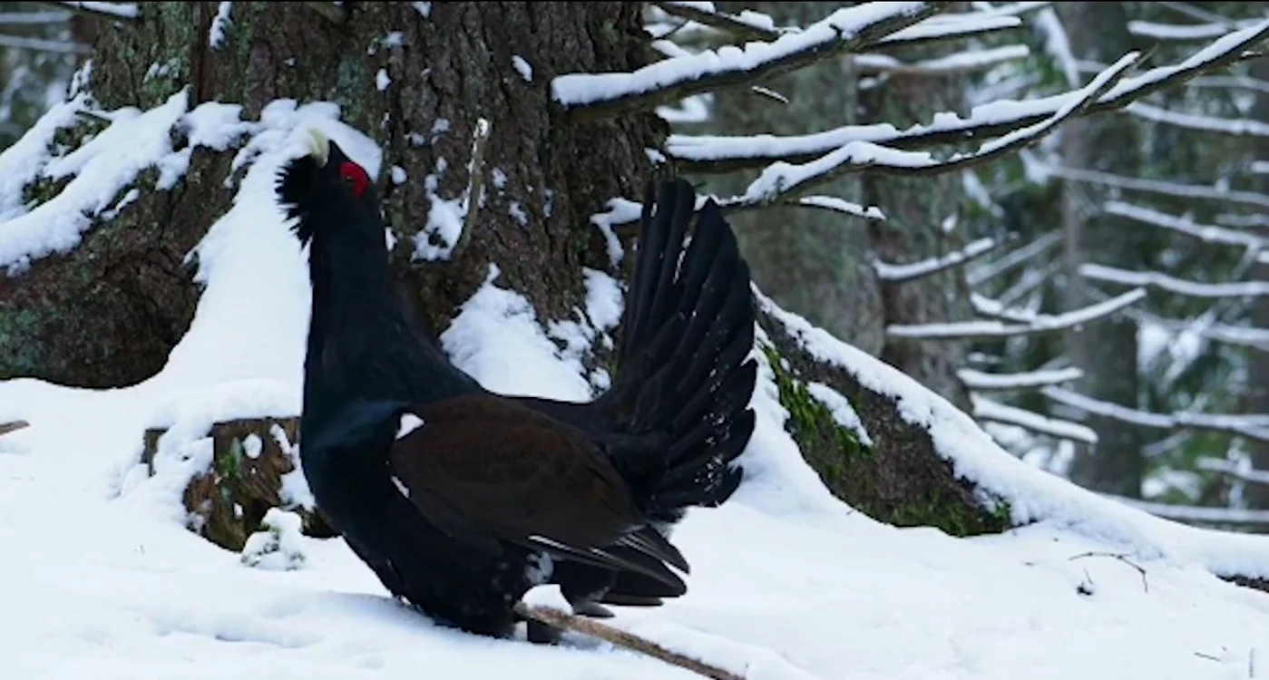 Rotitul cocoșului de munte. FOTO Captură Video Romsilva / Sursă: Septimiu Bizo