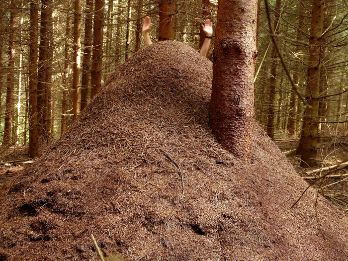 Unele dintre furnici pot trăi și peste 100 de ani / foto: Pixabay