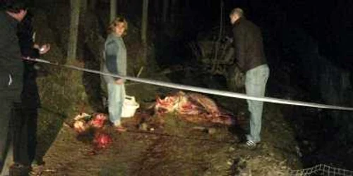 Cruzimea de care a dat dovadă bărbatul i-a uimit şi pe poliţişti, dar şi pe medicii veterinari