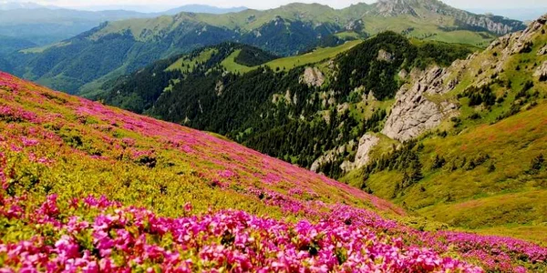 bujori cheia foto marian poara