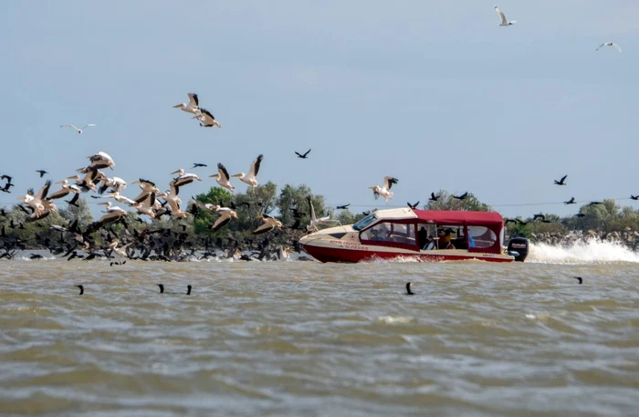 Stol de pelicani zburătăcit de şalupă pentru distrarea turiştilor în Delta Dunării Sursa arhivă