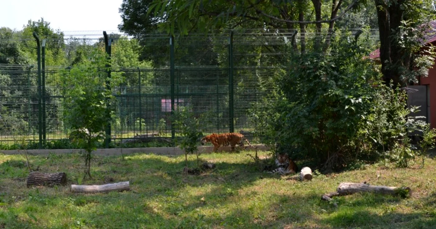 nunta tigri zoo bucov foto dana mihai
