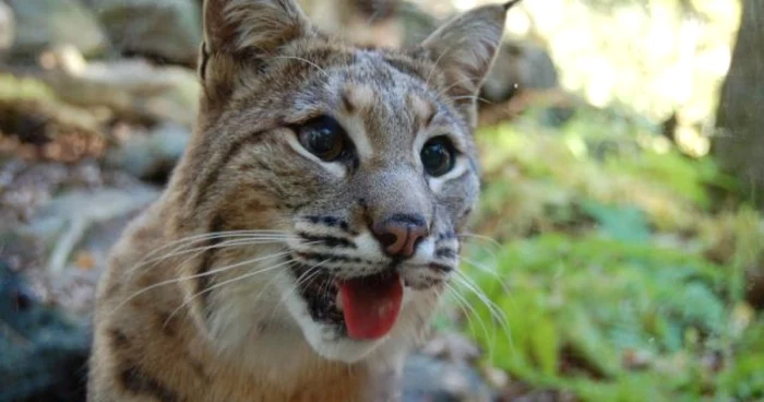 Pisica sălbatică (Felis silvestris) este o apariţie spectaculoasă