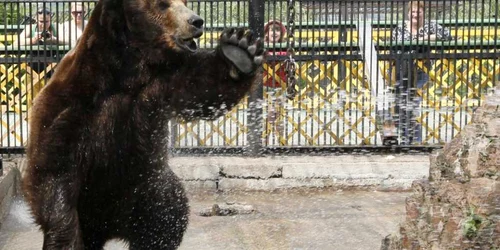 Buyan un urs brun siberian de sex masculin este duşat de către un angajat al grădinii zoologice Royev Ruchey dn oraş siberian Krasnoyarsk Rusia FOTO Reuters