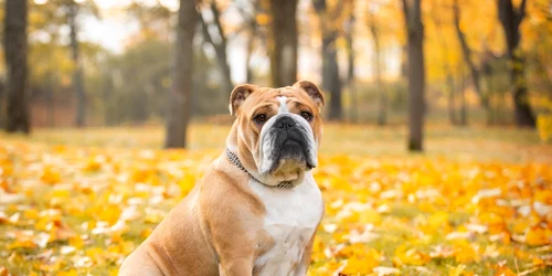 Bulldog englez FOTO Shutterstock