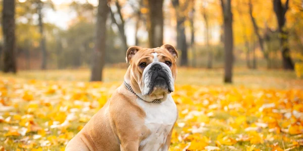 Bulldog englez FOTO Shutterstock