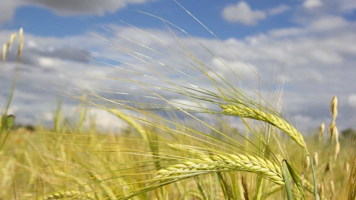 Oamenii făceau pâine cu 4 000 de ani înainte de inventarea agriculturii jpeg