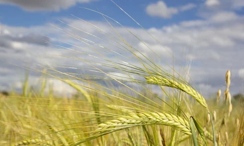 Oamenii făceau pâine cu 4 000 de ani înainte de inventarea agriculturii  jpeg