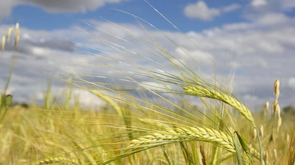 Oamenii făceau pâine cu 4 000 de ani înainte de inventarea agriculturii  jpeg