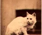 historia ro undefined jpeg