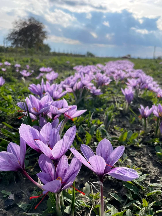 Șofran cultiva în Vrancea FOTO: Facebook/ Gabriel Claudiu