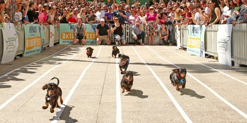 Vedere de ansamblu a cusei anuale de teckeli Teckelrennen Hophaus Dachshund în Melbourne