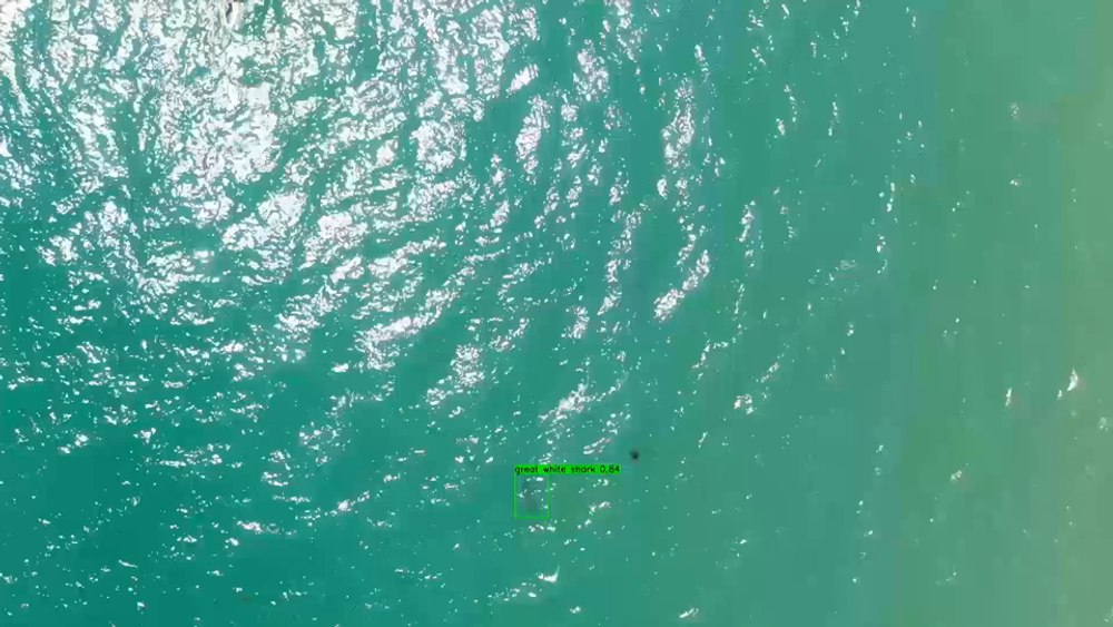 Dronele și inteligența artificială, armele perfecte împotriva atacurilor rechinilor albi din California VIDEO