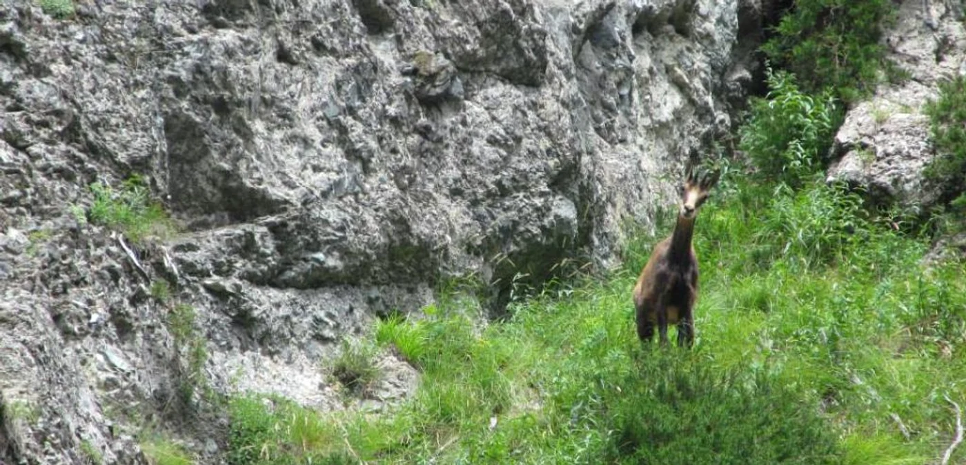 Capra neagră e un animal rar şi se află pe lista animalelor sălbatice din România