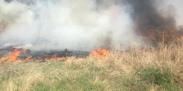 Incendiu de vegetaţie în Parcul Natural Văcăreşti foto isu