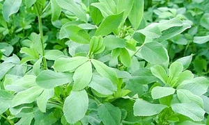 lucerna jpg