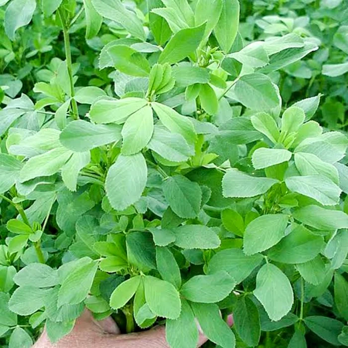 Lucerna conține multe vitamine