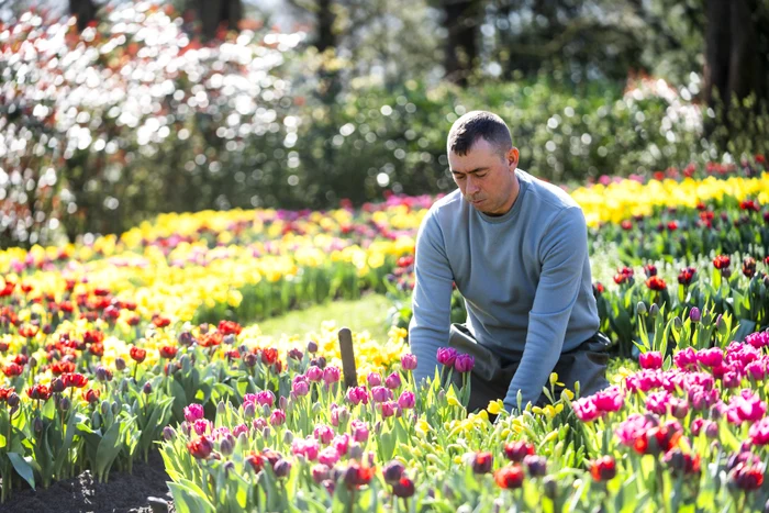 Milioane de lalele au fost plantate aici (Foto: Profimedia)