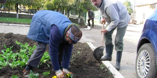 Muncitorii de la Primăriei plantează flori