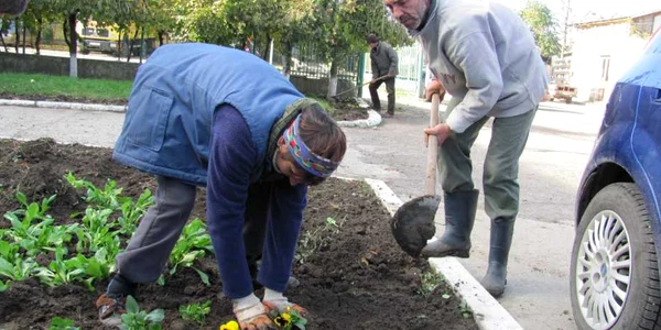 Muncitorii de la Primăriei plantează flori