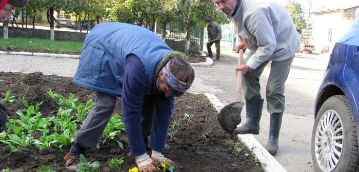 Muncitorii de la Primăriei plantează flori