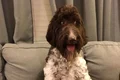 caine pittsburg cecil bani mancati instagram jpg