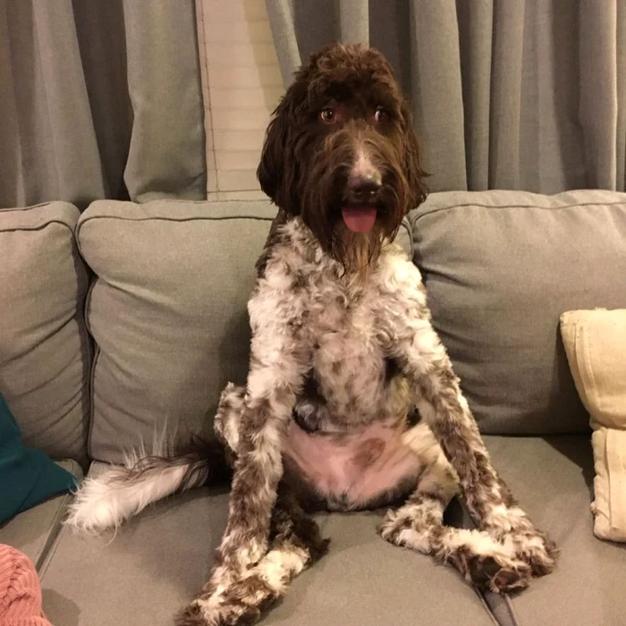 Câinele Cecil, care a mâncat 4.000 de dolari