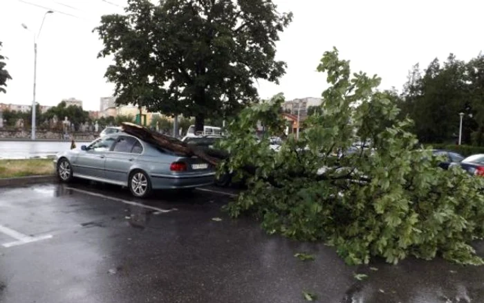 Copacul smuls de vânturile puternice a căzut peste vehiculele parcateFoto Adevărul