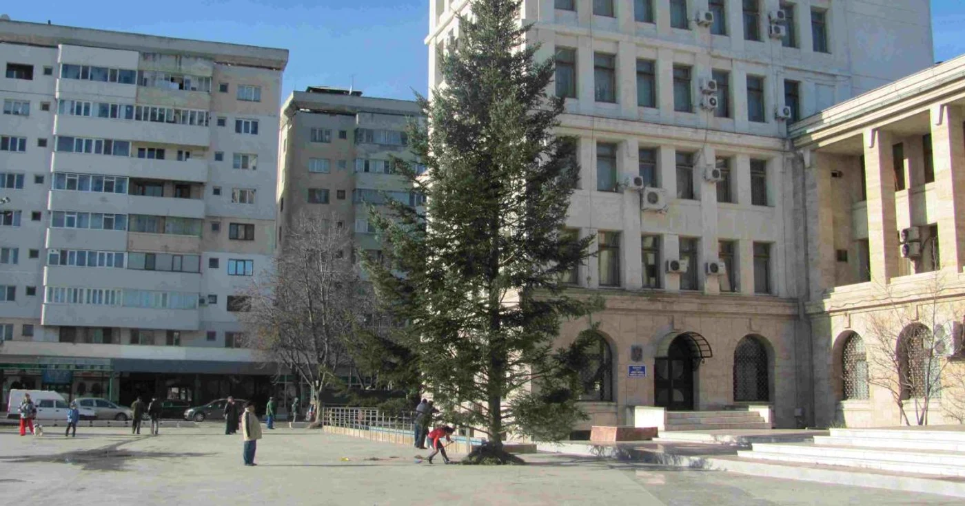 Bradul provine din pădurile judeţului