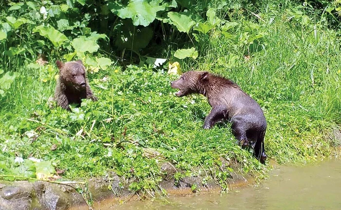 
    Salvaţi din pădure după ce mama  lor a fost ucisă, puii de urs au primit  ieri un ţarc special  
