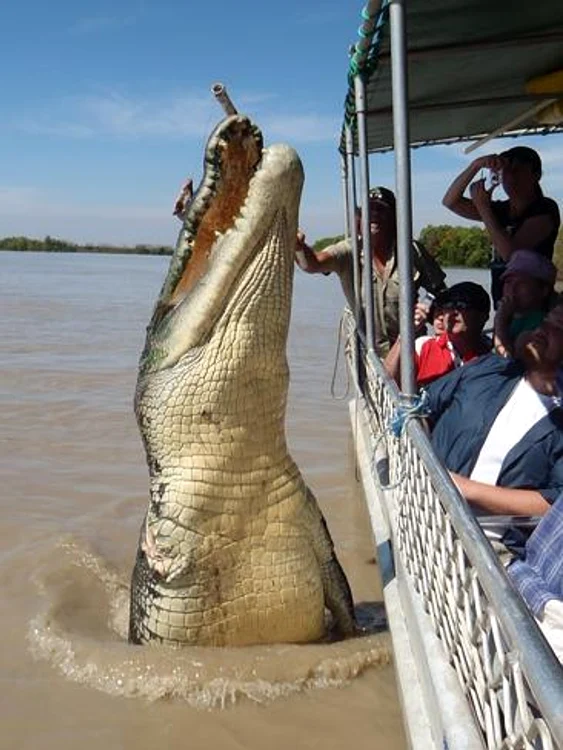 
    Un om din Australia a scăpat ca prin urechile acului să nu fie hrana unui crocodilfoto: huffingtonpost.co.uk  