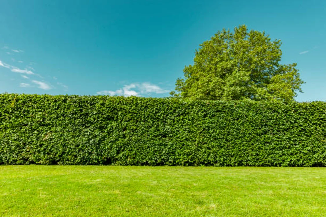 Mulți oameni taie gardurile vii în această perioadă / foto: IStock