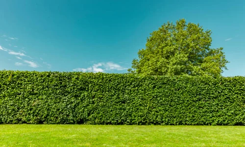 gard viu istock jpg