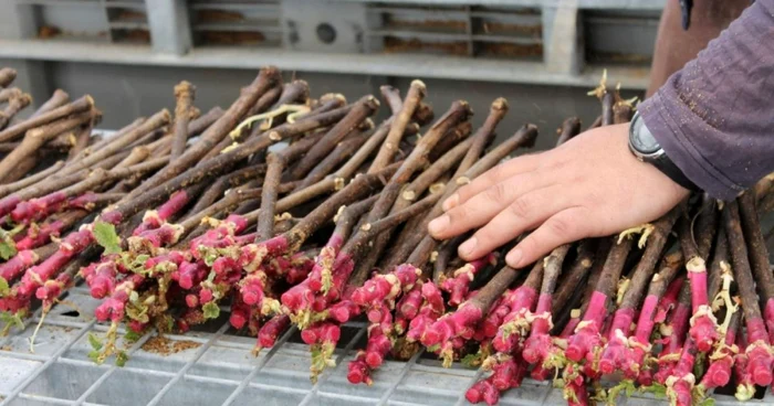 Butaşi de viţă pregătiţi pentru plantat FOTO vilavinas.com