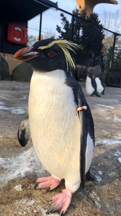 Foto Edinburgh Zoo